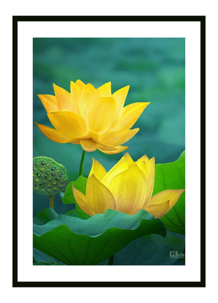 kết hợp tranh hoa sen vàng và các loại tranh khác