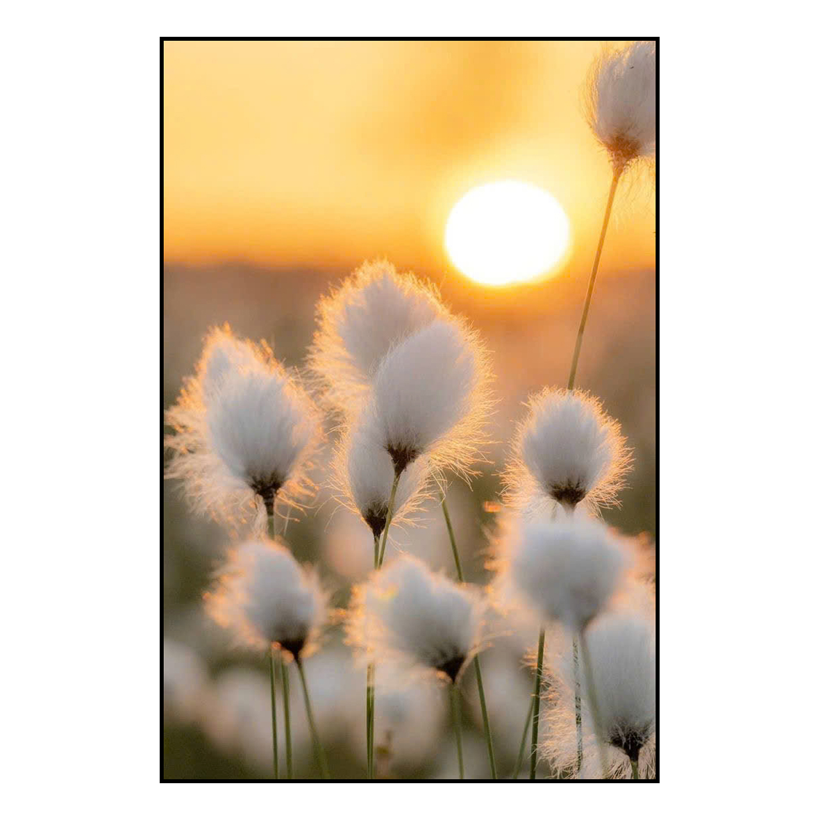 Tranh hoa cỏ may PTR0205 2 demo 02 hoa1